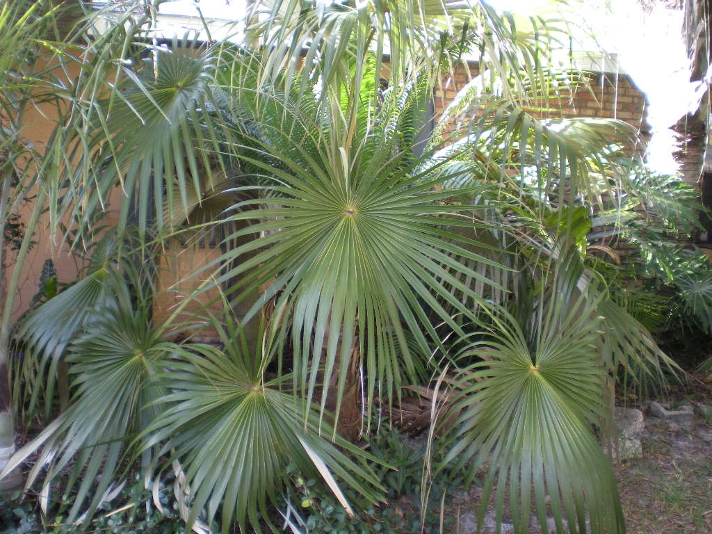 Coccothrinax ID - DISCUSSING PALM TREES WORLDWIDE - PalmTalk